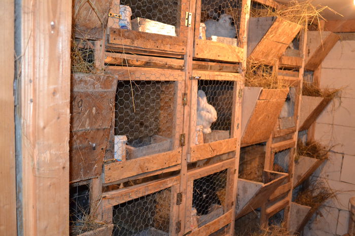 DSC_0288; Cusca femele nr 1
