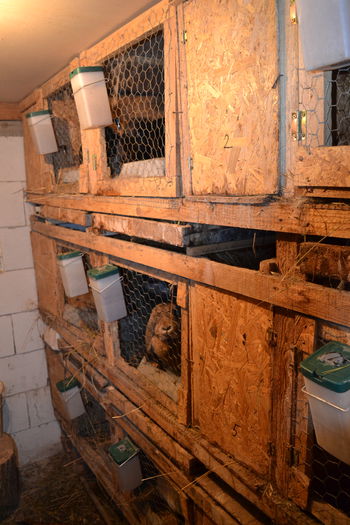 DSC_0290; Cusca femele nr 2
