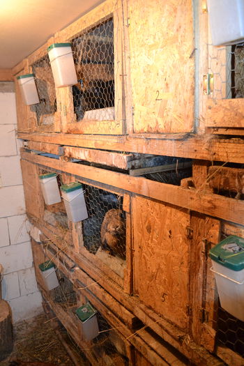 DSC_0291; Cusca femele nr 2
