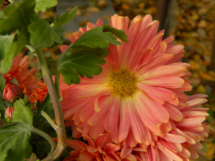 DSCN3675