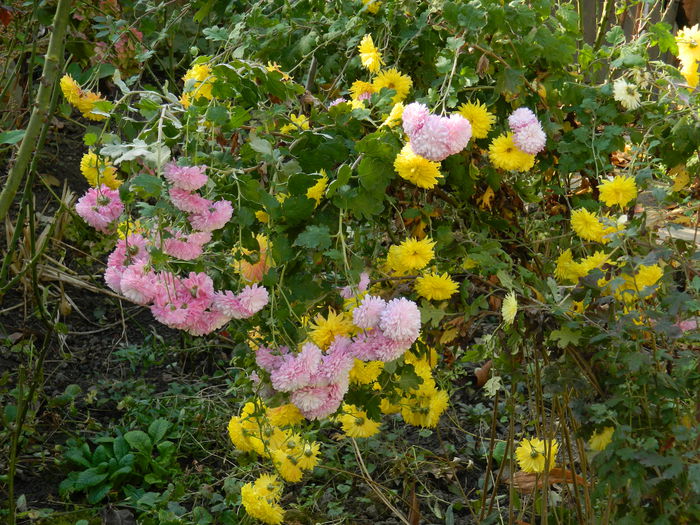 DSCN3701