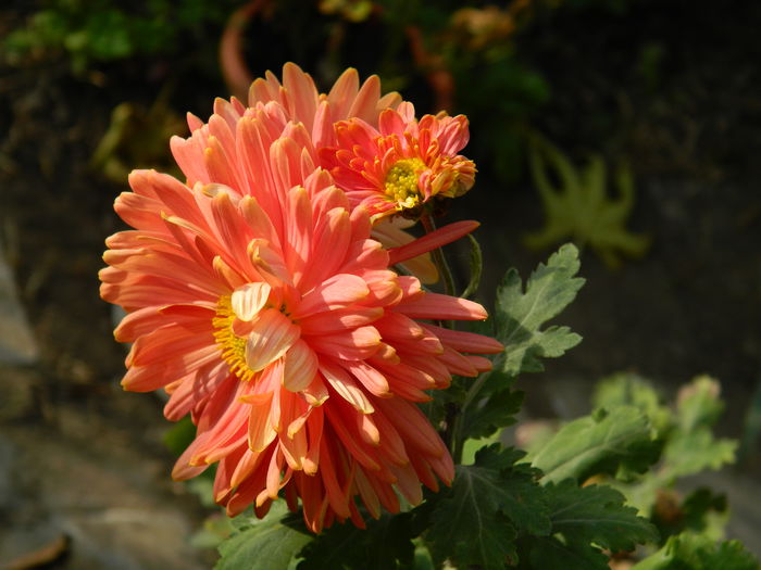 DSCN3769