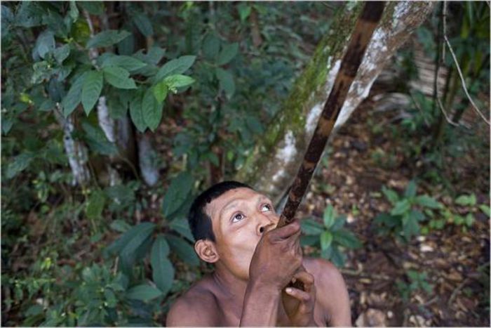 Strychnos toxifera CURARE - 2-de vanzare 2019-2020-SEMINTE IERBURI FOLOSITOARE SI PLANTE MEDICINALE RARE