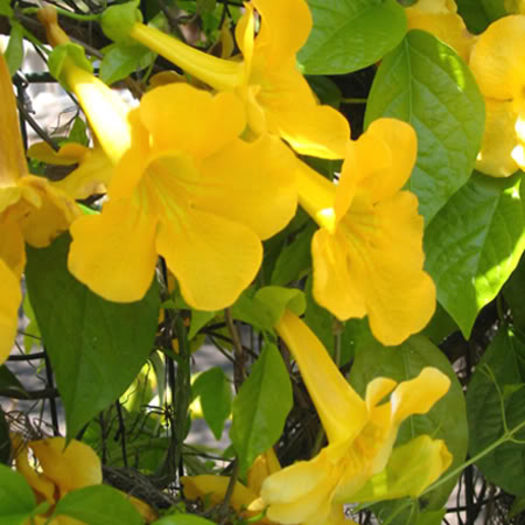 Anemopaegma Chamberlaynii