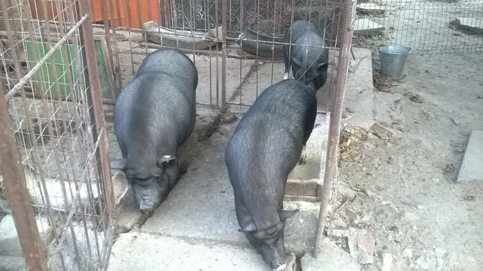 purcele - porc vietnamez