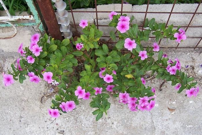 Catharanthus roseus - 2-de vanzare 2019-2020-SEMINTE IERBURI FOLOSITOARE SI PLANTE MEDICINALE RARE