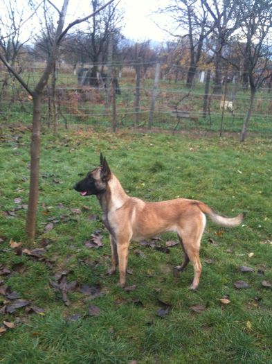 image - Ciobanesc Belgian Malinois