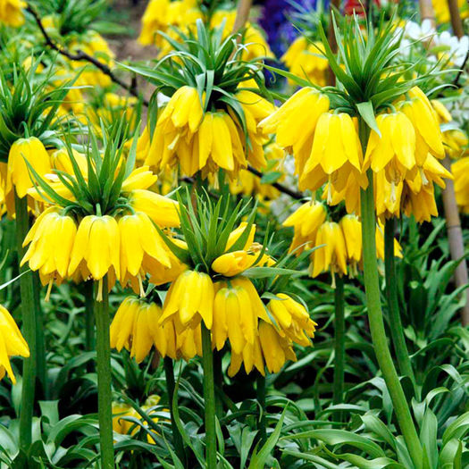 fritillaria