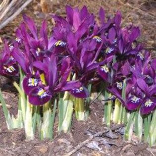 iris reticulata j.s.dijt - Achizitii pentru 2015