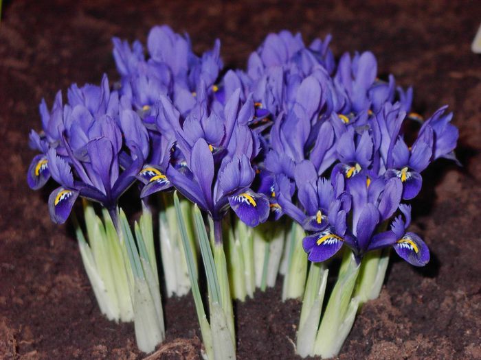 iris reticulata pixie - Achizitii pentru 2015