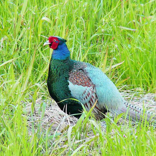 600px-Phasianus_versicolor_-Japan_-male-8 - Inmultirea fazanilor