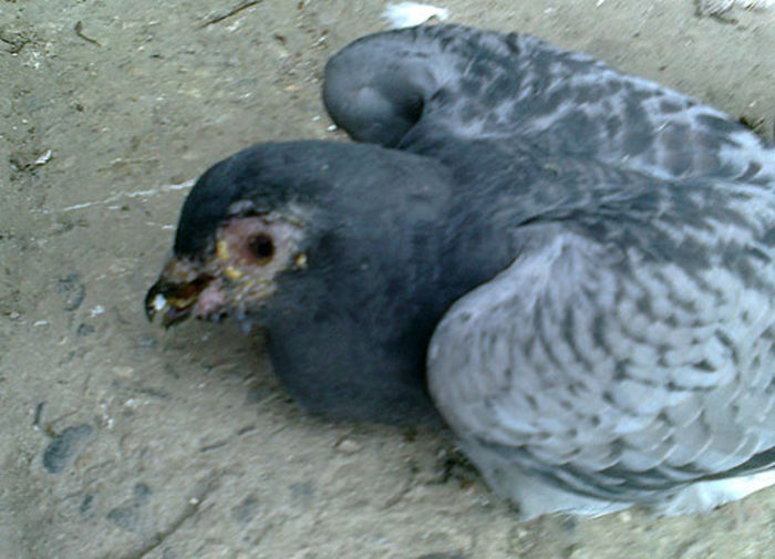 porumbel-mort-tricomonoza-variola - Bolile si Tratamentele porumbeilor