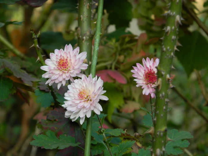 DSCN3717 - NOIEMBRIE_2_2014