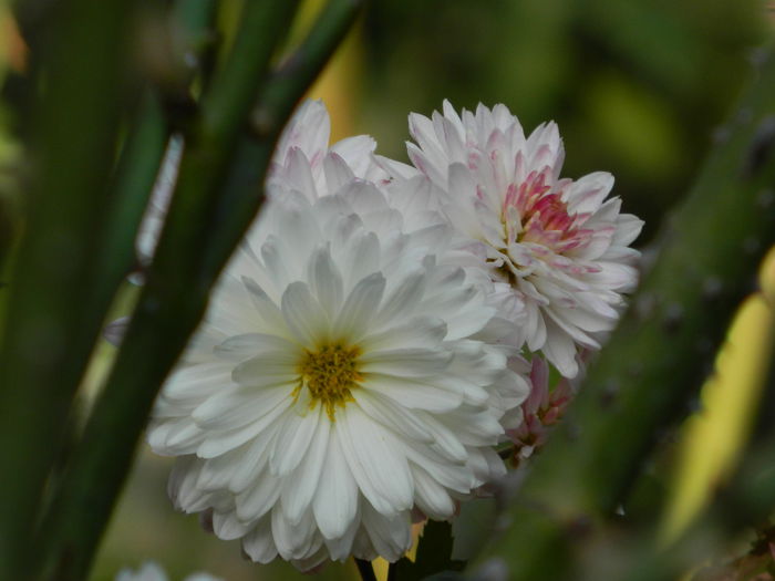 DSCN3719 - NOIEMBRIE_2_2014