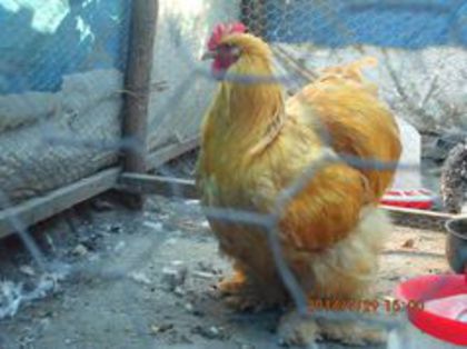 100459383_HIRIWKA