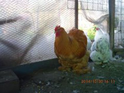 100747405_DEEASCA - Cochin galben