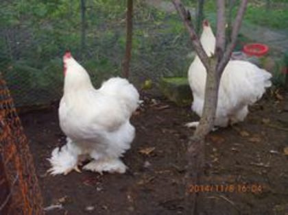 100833024_FGDBLMX3 - Cochin alb