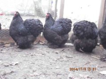 100833036_RASIWID