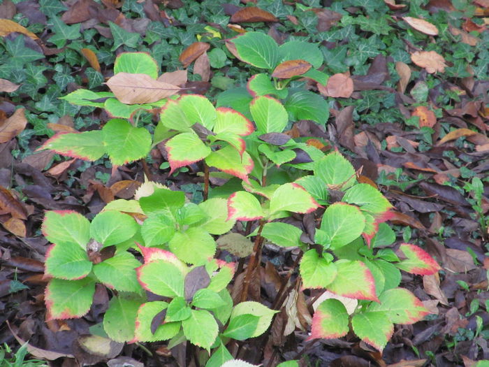 hortensia lenesa - Diverse 2 - Gradina cu frunze