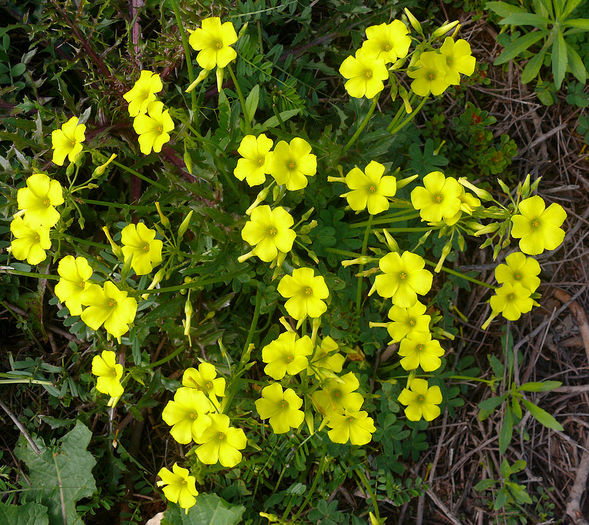 Oxalis Pes-Caprae