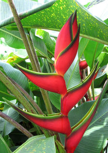 Heliconia_bihai - b_bulbi extrem de rari