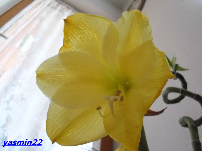 144 (2)   Apr.2013 - 7-Amaryllis si Clivia