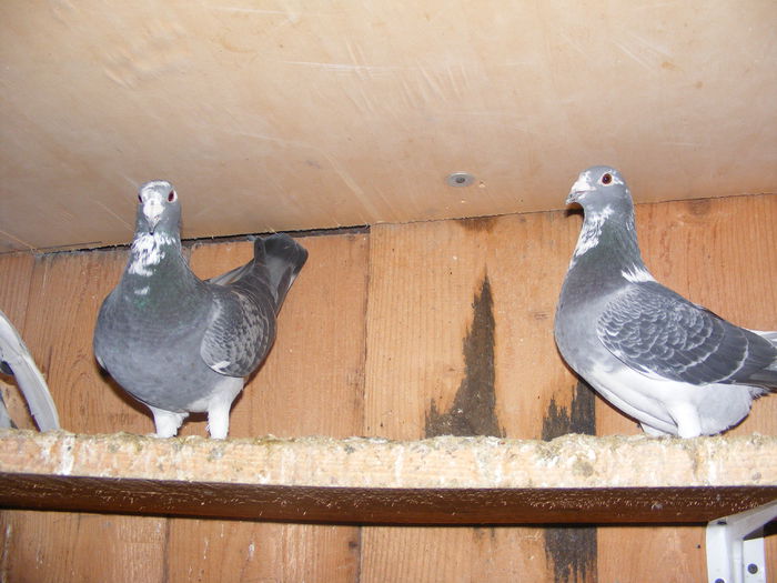 Picture 065; FIUL 2013 stanga TATAL 2011 dreapta
