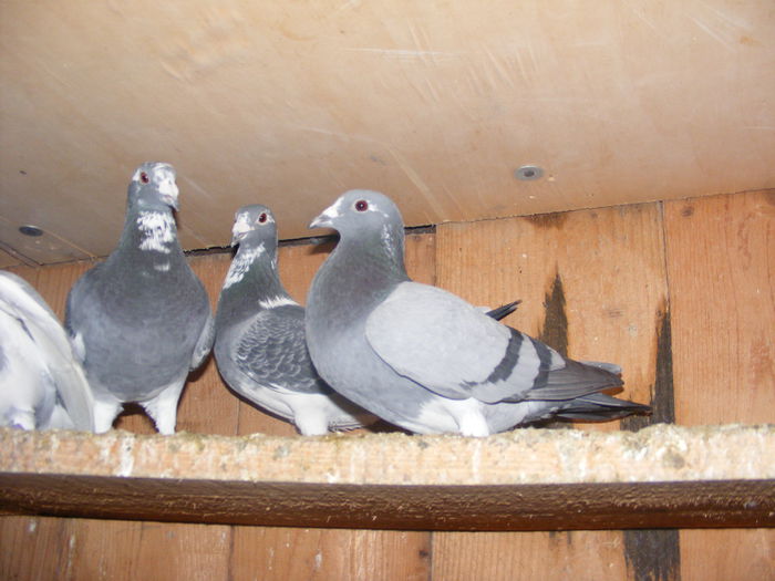 Picture 066; tatal e cel din mijloc
