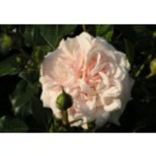 garden-of-roses1 - dorinte