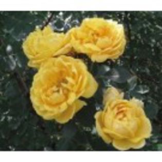 rosa-foetida-persian-yellow1 - dorinte