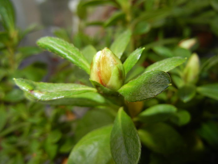 White Azalea (2014, November 04)