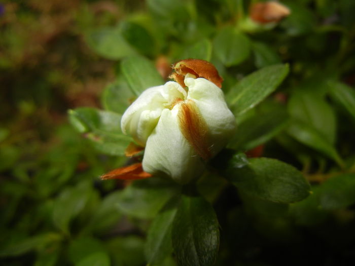 White Azalea (2014, November 09)