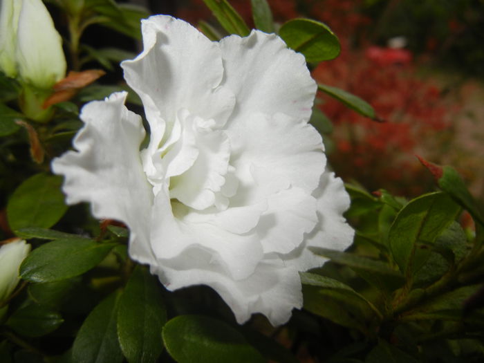 White Azalea (2014, November 11) - Azalea White