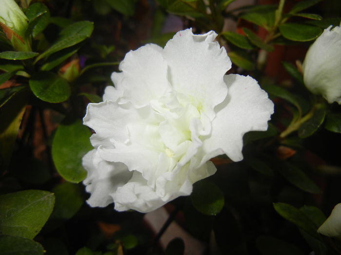 White Azalea (2014, November 11) - Azalea White