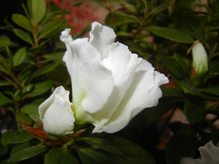 White Azalea (2014, November 11)