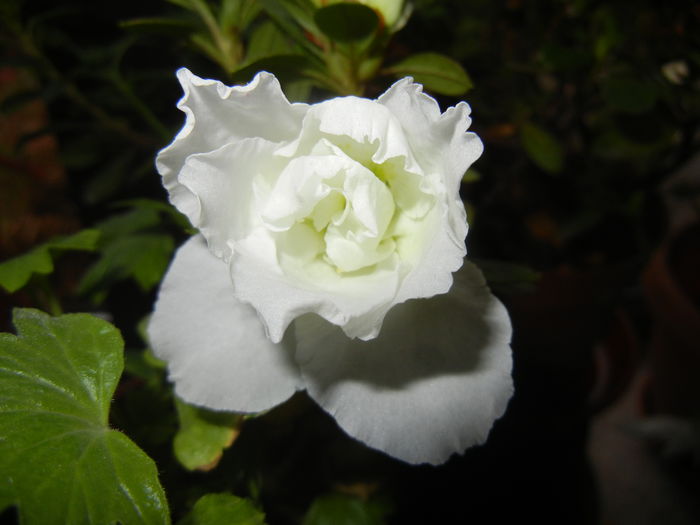 White Azalea (2014, November 12)