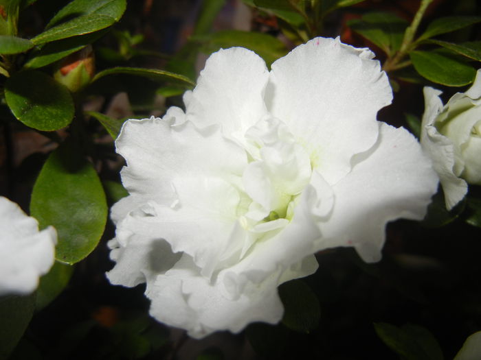 White Azalea (2014, November 12)