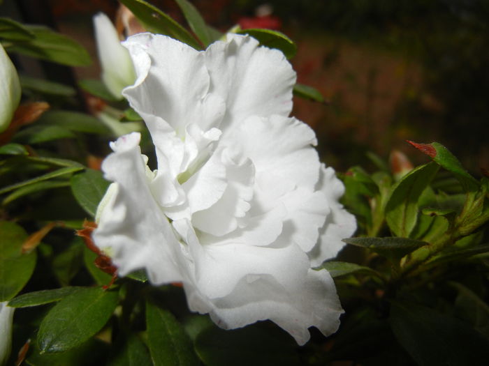 White Azalea (2014, November 13) - Azalea White