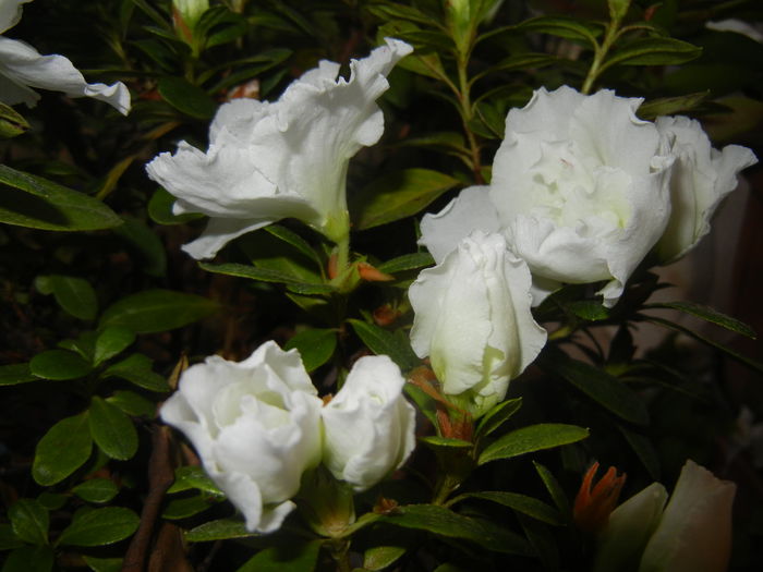 White Azalea (2014, November 13) - Azalea White