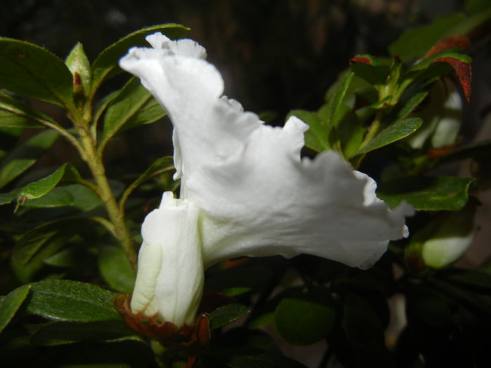 White Azalea (2014, November 13)