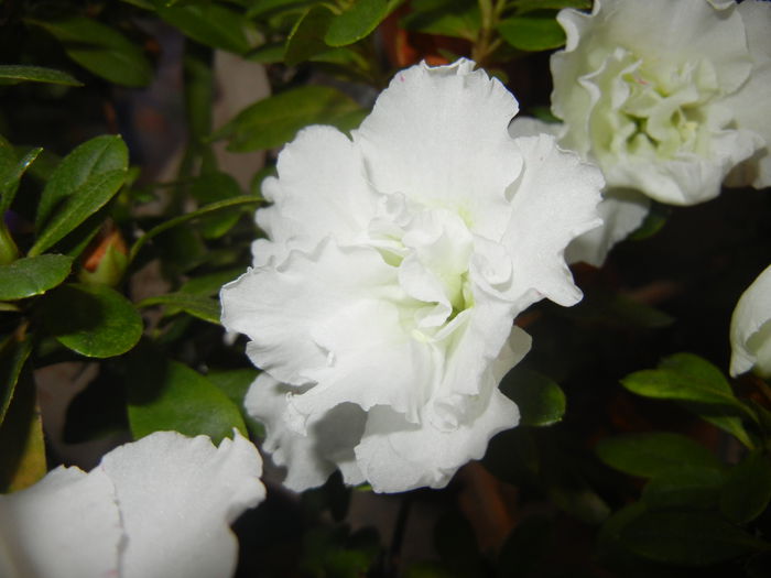 White Azalea (2014, November 13) - Azalea White