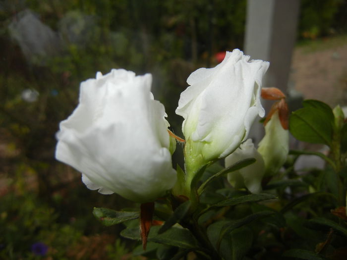 White Azalea (2014, November 14)