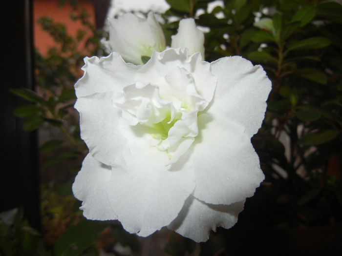 White Azalea (2014, November 14)