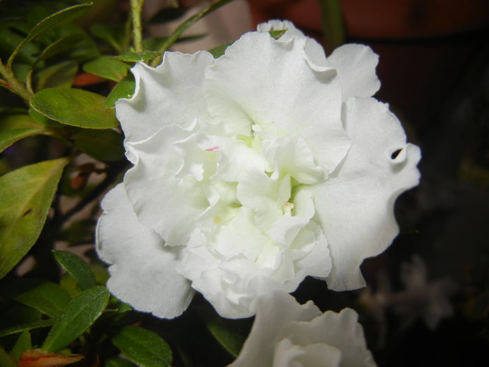 White Azalea (2014, November 14)