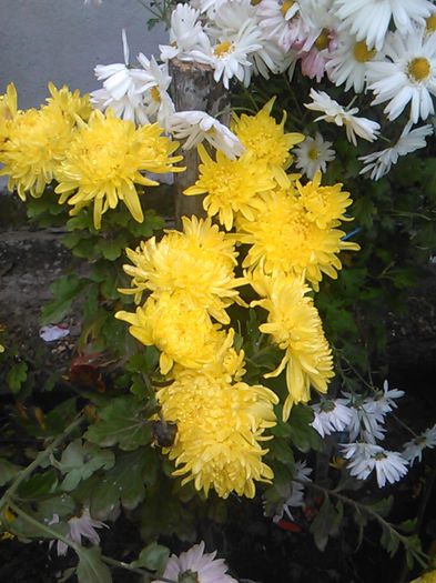 IMG_20141115_094541 - crizanteme si tufanele