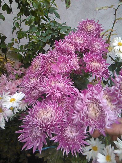 IMG_20141115_094548 - crizanteme si tufanele