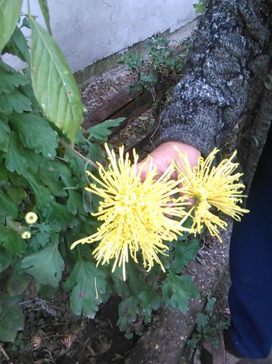 IMG_20141115_094717 - crizanteme si tufanele