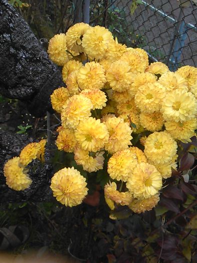 IMG_20141115_094745 - crizanteme si tufanele