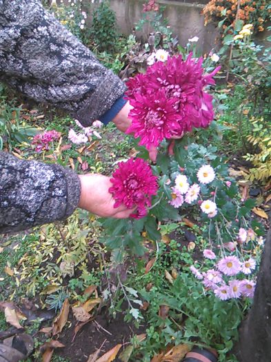 IMG_20141115_094812 - crizanteme si tufanele