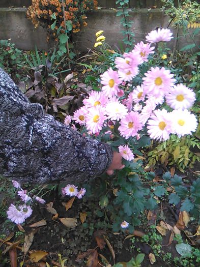 IMG_20141115_094820 - crizanteme si tufanele